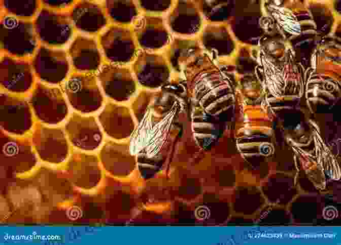 A Close Up Image Of Honeybees Working Inside Their Hive, Highlighting Their Intricate Social Structure And Industrious Nature. The Amazing Bees (The Amazing Bees 1)