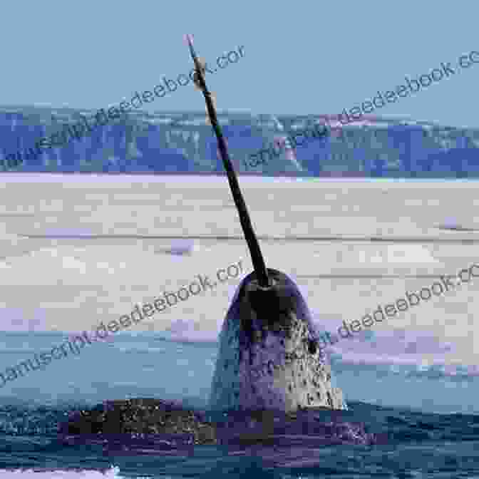 A Close Up Of A Narwhal's Long, Spiraled Tusk 50 Fabulous Facts About OCEAN ANIMALS