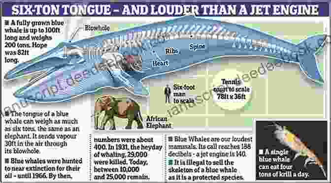 A Comparison Of The Size Of A Blue Whale's Tongue To An Elephant 50 Fabulous Facts About OCEAN ANIMALS
