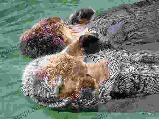 A Group Of Sea Otters Floating Together, Holding Paws 50 Fabulous Facts About OCEAN ANIMALS