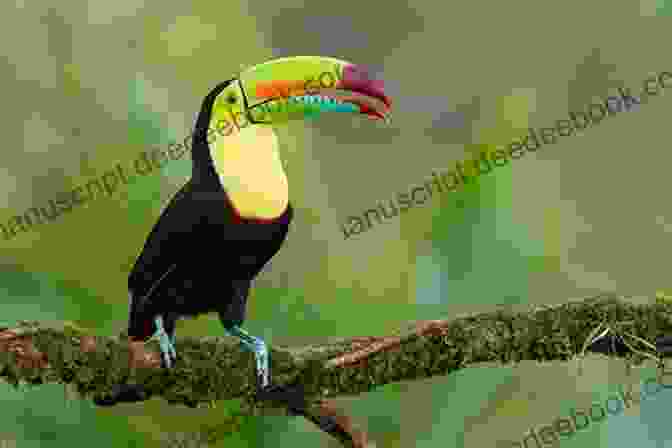A Group Of Toucans Perched On A Branch, Their Distinctive Beaks In Full View AVITOPIA Birds Of Suriname