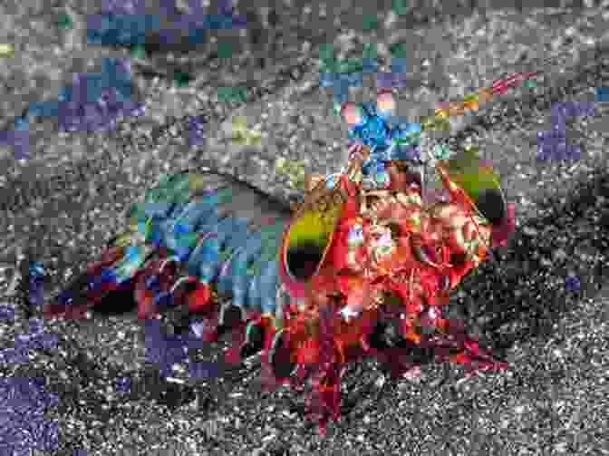 A High Speed Photograph Of A Mantis Shrimp Delivering Its Powerful Punch 50 Fabulous Facts About OCEAN ANIMALS