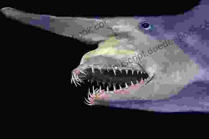 A Photo Of A Goblin Shark With Its Extensible Jaw Extended 50 Fabulous Facts About OCEAN ANIMALS