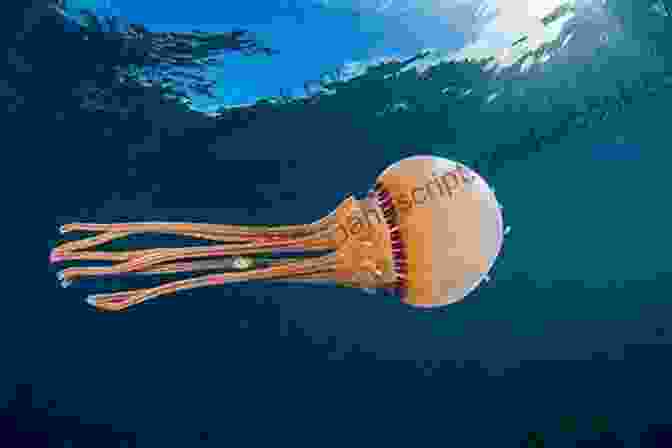 A Photo Of A Jellyfish Floating In The Ocean 50 Fabulous Facts About OCEAN ANIMALS