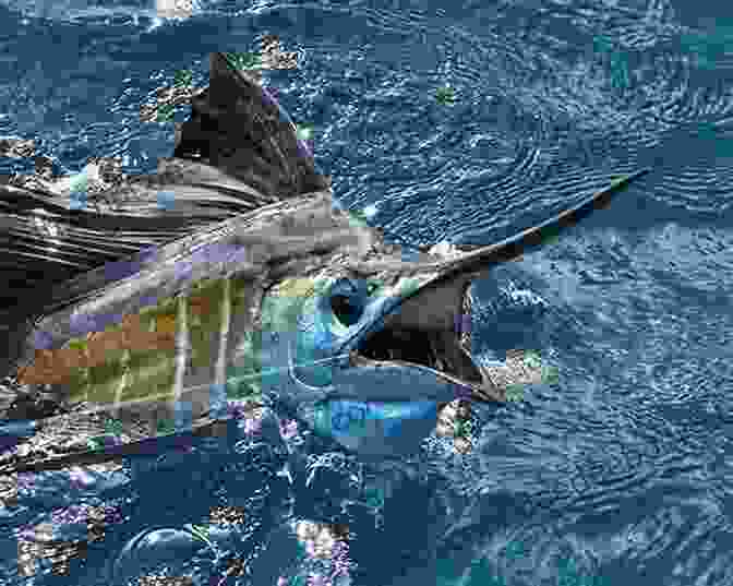 A Photo Of A Sailfish Swimming At High Speed 50 Fabulous Facts About OCEAN ANIMALS