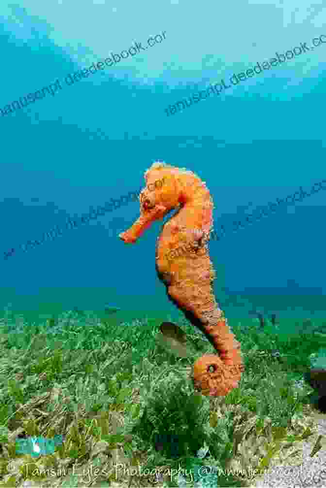 A Photo Of A Seahorse Swimming Upright In The Water 50 Fabulous Facts About OCEAN ANIMALS