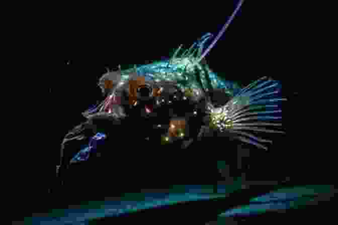 A Photo Of An Anglerfish With Its Bioluminescent Lure Extended 50 Fabulous Facts About OCEAN ANIMALS