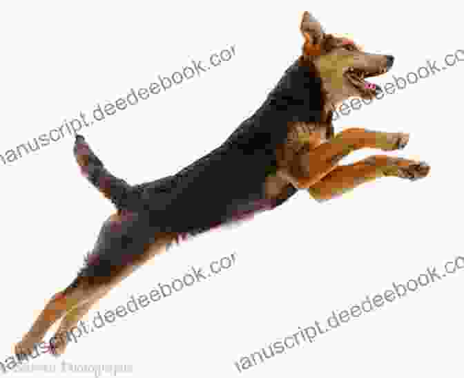 A Playful Portrait Of A Brown And White Rescue Dog Leaping Into The Air, Its Ears Flopping And Tongue Lolling In Pure Joy. Rescue Dogs: Portraits And Stories