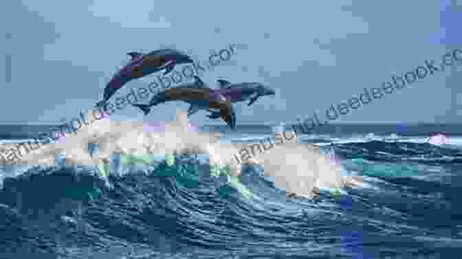 A Pod Of Dolphins Leaping Out Of The Water, Demonstrating The Playful Nature Of These Marine Mammals. What Can You See : Under The Sea?