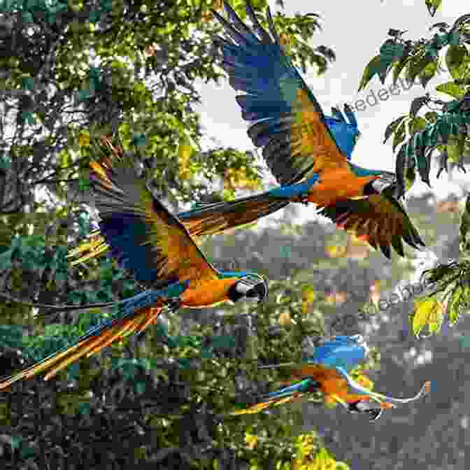 A Vibrant Flock Of Macaws Soaring Through The Canopy Of The Amazon Rainforest AVITOPIA Birds Of Suriname