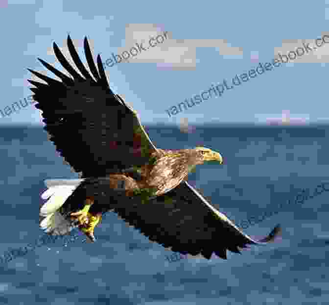 A White Tailed Eagle Soaring In The Dutch Sky AVITOPIA Birds Of The Netherlands