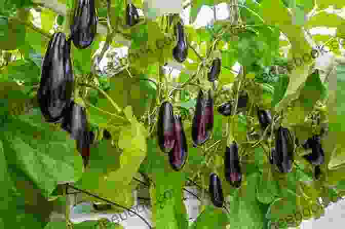 An Image Of A Field Of Eggplants Eggplant Empire: The Purple Reign