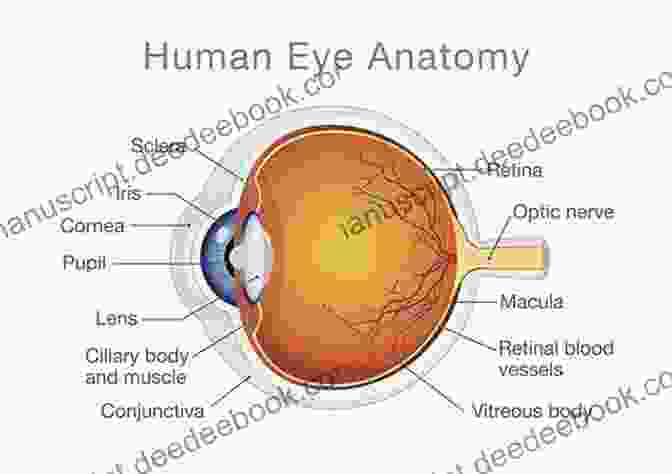 Anatomy Of The Human Eye Ocular Physiology: A On Human Eye And Its Function
