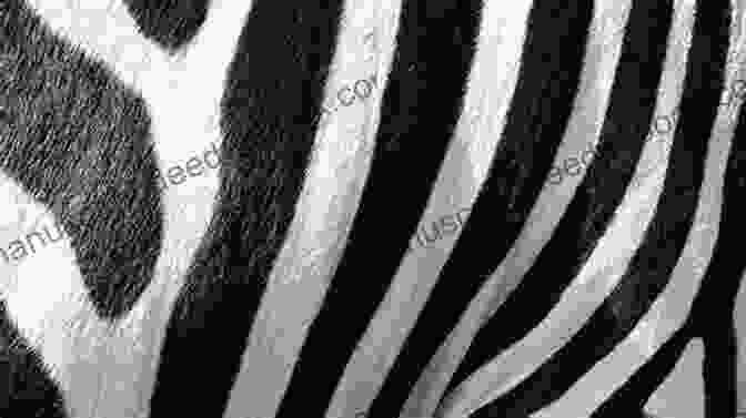 Close Up Of Zebra Stripes Showcasing Their Intricate Patterns Wild Stripes Sarah Bakewell