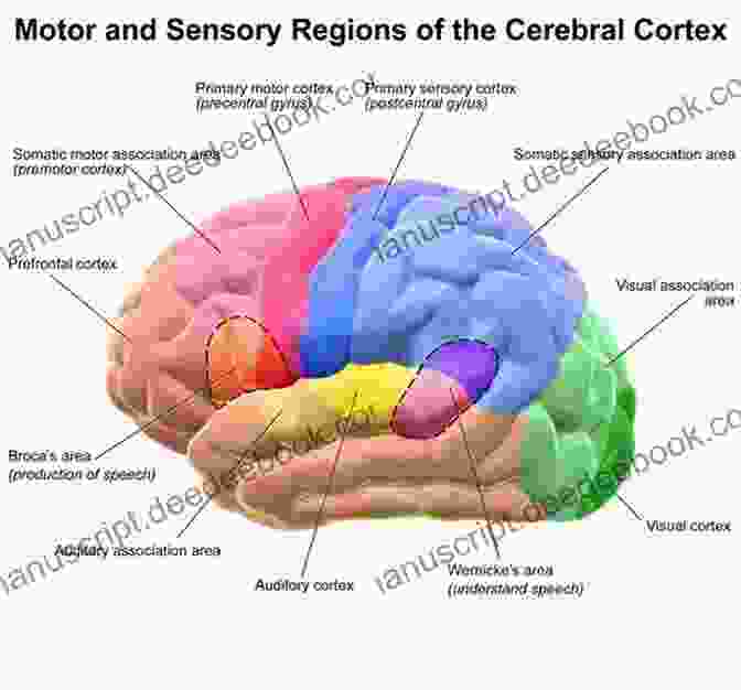 Diagram Of The Human Brain, Highlighting The Areas Responsible For Higher Cortical Functions. Higher Cortical Functions In Man