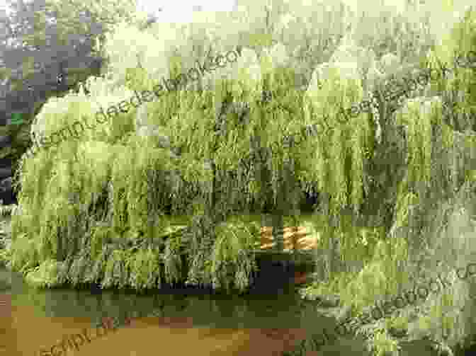 Graceful Weeping Willow Tree By A River Where Possums Dance And The Willow Sings