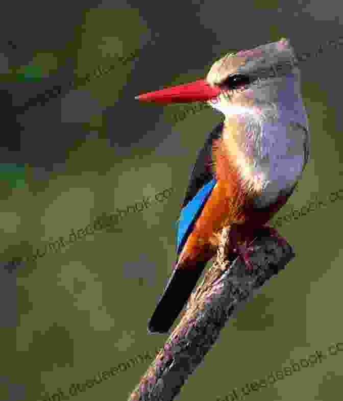 Grey Headed Kingfisher AVITOPIA Birds Of The Garden Route