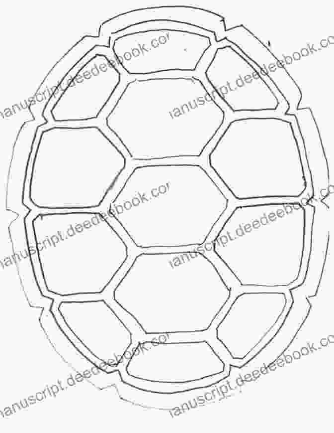 Illustrative Sketch Of A Tortoise's Shell With Highlighted Segments For Clarity. How To Draw A Tortoise In Six Easy Steps