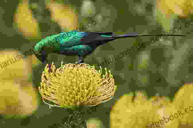 Malachite Sunbird AVITOPIA Birds Of The Garden Route