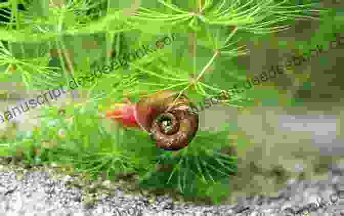 Ramshorn Snails Breeding In An Aquarium With Plenty Of Plants And Algae THE FULL LIFE CYCLE OF RAMSHORN SNAIL: Advance Guide On Ramshorn Snail Breeding Guide And Full Life Cycle For Beginners