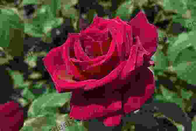Thousand Voices Tending Roses, A Stunning Hybrid Tea Rose With Velvety Petals In Shades Of Crimson, Blush, And Cream A Thousand Voices (Tending Roses 5)