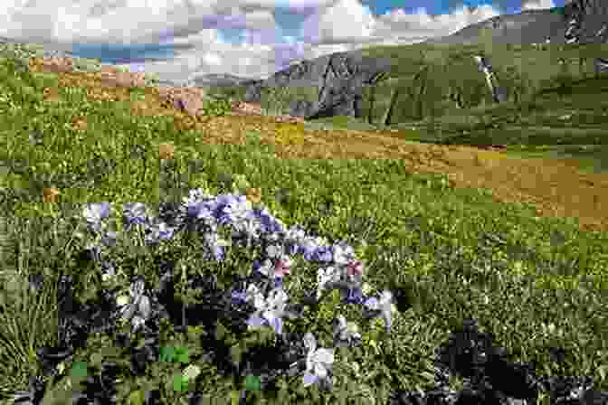 Vibrant Alpine Meadow In The Rocky Mountains Bursting With Colorful Wildflowers And Surrounded By Towering Peaks Calm In The Mountain Storm (Call Of The Rockies 9)