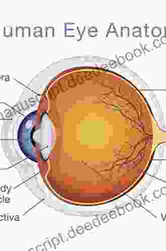 Ocular Physiology: A On Human Eye And Its Function