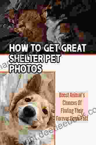How To Get Great Shelter Pet Photos: Boost Animal S Chances Of Finding Their Forever Home Fast: How To Take Pictures Of Shelter Dogs